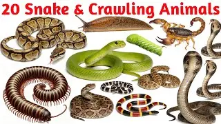 Snake & Crawling Animals Names | Python, Snail, Caterpillar | Kids Learning Video