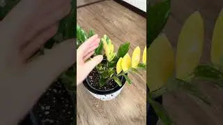 Шорт лив: 1,5 года после покупки😍 #plants #комнатныерастения #растения #замиокулькас