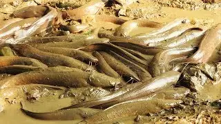 HUGE CATFISH FISHING FOR FOOD IN MUD WATER with BAREHAND FISHING