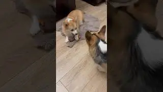 Желанный индюк!😆 The desired turkey!#corgifun #corgifun