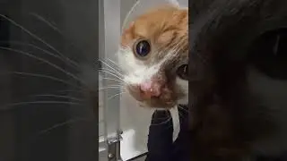 Bo the Orange and White Tabby