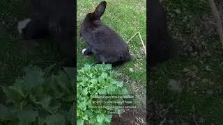 Rabbits: The 360&deg; Vision Superheroes!