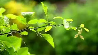 Gentle Jungle Rain Meditation: Soft Rain Sounds for Deep Inner Reflection and Tranquil Serenity
