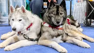 Did We Finally Wear Out These Dogs?