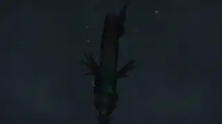 Crimson Tidestallion mount purchased from Mrrl in Nazjatar