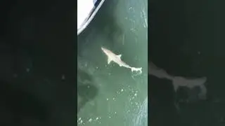 Shark caught in intercostal