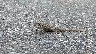 Cute baby lizard chasing food