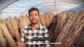 أسباب بدأ حجز الفسايل