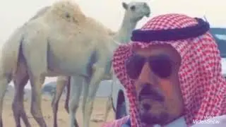 رد على ابيات الشاعر / طلق محمد الحويقل والتي يثني بها بعد الله على الاخ. مزيد منور الشعيفاني