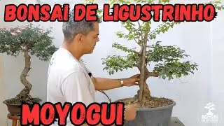 Bonsai de ligustrinho / Bonsai  estilo moyogui 