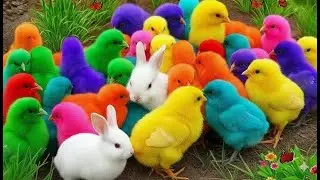 World Cute Chickens, Colorful Chickens, Rainbows Chickens, Cute Ducks, Cat, Rabbits,Cute Animals🐤🐣🦆🐟