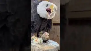 #christinescritters #dayinthelife #aurora #baldeagle #eagle #sassy #lovemyjob