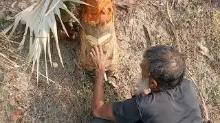 অল্প বয়সে যশোরের খেজুরের গাছির দায়িত্ব নিয়েছে বাঁচা এই গাছটি।