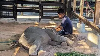 ដល់ម៉ោងអូនលំផាត់ដេកទៀតហើយ,ស្រួលណាស់ប៉ាៗឱ្យអូនលំផាត់ដេកស្រួល,The little elephant is sleeping.
