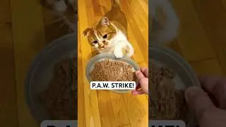 Unionized but Still Hungry 🍽️🐾