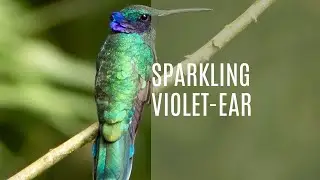 Sparkling Violetear (Colibri Coruscans)