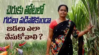 Sugarcane : Method of braiding sugarcane in sugarcane garden | Sugarcane Farming Tips in Telugu #...