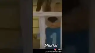Барбоскины