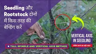 Seedling और Rootstock दोनों में किस तरह की बेन्डिंग करें | Bending करने का सही टाइम