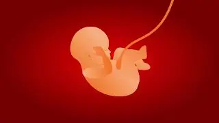 The deepest truths about life in the womb