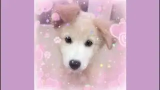 puppy girl subliminal [BETTER]