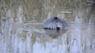 Black heron fishing