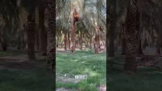 Iranian Dates to the World
