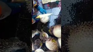 🇯🇵 Japan&rsquo;s Deadliest Fugu Pufferfish cleaning #fugu #cleaning #shorts