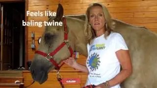 Horse Vital Signs- Pulse Rate