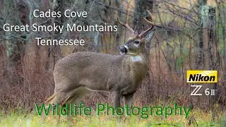 Cades Cove Wildlife Photography 12-09-2023