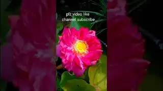 #lotus