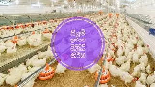 සියුම් ක්‍රමයට කුකුළන් පාලනය කිරීම(@ALAgriculturalScience)
