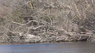 Pygmy Cormorant - Metochi, Lesvos 17-1-26 Howard Vaughan