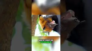 Colugo's Night Vision Revealed! 😮  #shorts