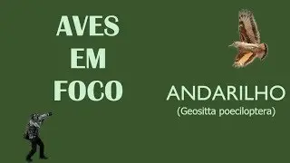 ANDARILHO - Campo Miner - Geositta poecyloptera