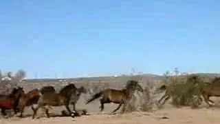 Wild horses running (almost) free