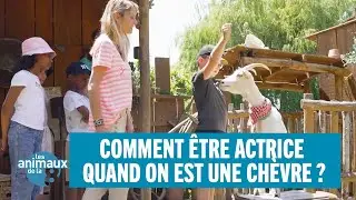 Comment &ecirc;tre actrice quand on est une ch&egrave;vre ? - Les animaux de la 8