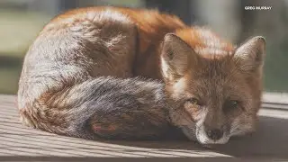 Cleveland photographer helps sanctuary expand home for rescued foxes: Ready Pet GO!
