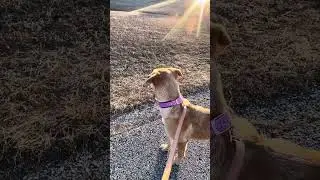 Socialization walk with Spirit with more distractions at the park