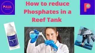 How to reduce phosphates in minutes from your reef aquarium! #reeftank #reeftankbuild