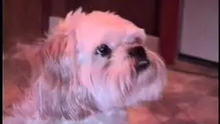 Lyons Home Videos Thanksgiving 1995 CDA House w whole family Popcorn Kelly Chelene Rod