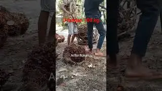 tandan sawit jenis Dura berat & besar.