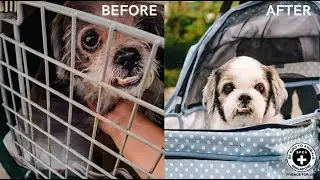 SENIOR DOG WAS ABANDONED OUTSIDE SPCA (SUNSHINE'S STORY)