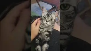 🟡 Американский короткошерстный кот – вся правда о породе! Особенности, характер, уход 🐱