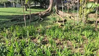 One of the beautiful parks with a Zoo in Durban South Africa 