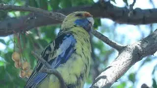 Yellow Rosella Call
