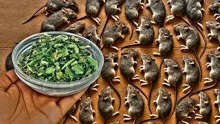 Just 1 drop drove away all mice and rats forever! 🔥 Do This Hack NOW