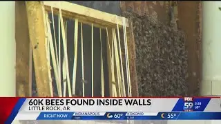 60K bees found inside walls