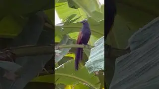 Communication among Greater Coucal / Crow Pheasant (Chemboth / Mahokh) birds #nature #birdsounds