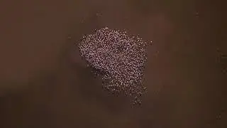 Migra - Ruta (Nature Video)